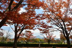 251114a京都植物園03