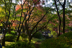 211116京都植物園14