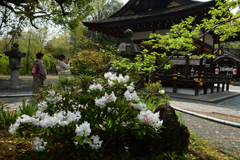 250418b平野神社20