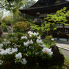 250418b平野神社20