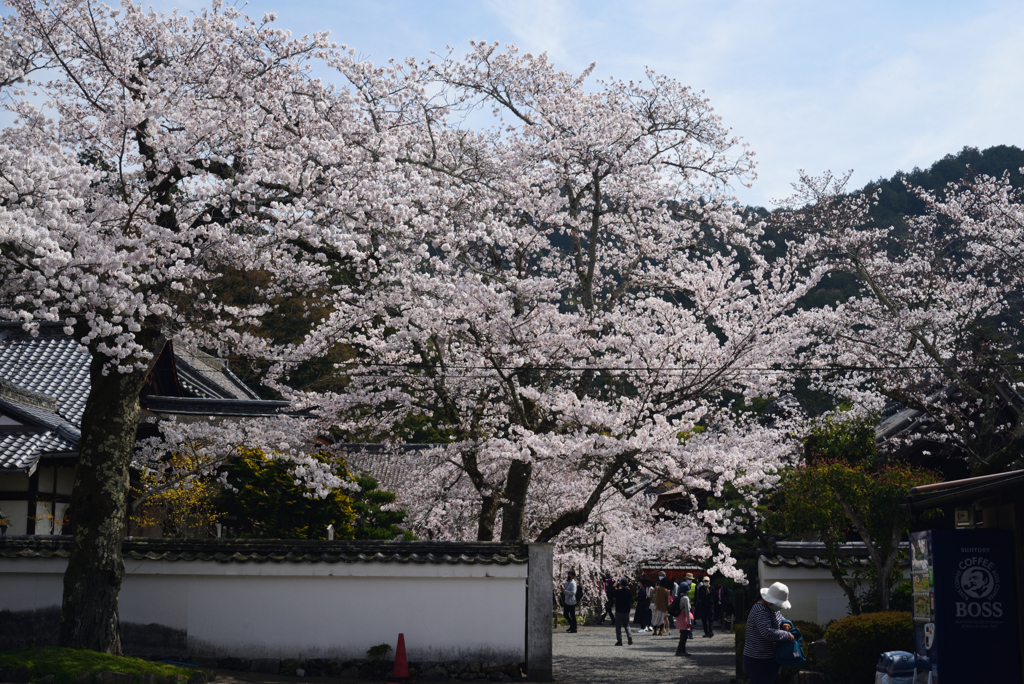 210327b毘沙門堂02