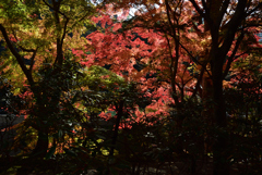 201115a室生寺21