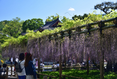 190504平等院49