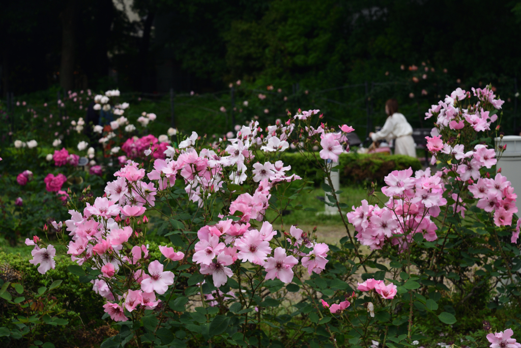 220515b靭公園19DaintyBess