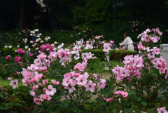 220515b靭公園19DaintyBess