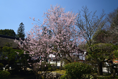 210323a上賀茂神社06