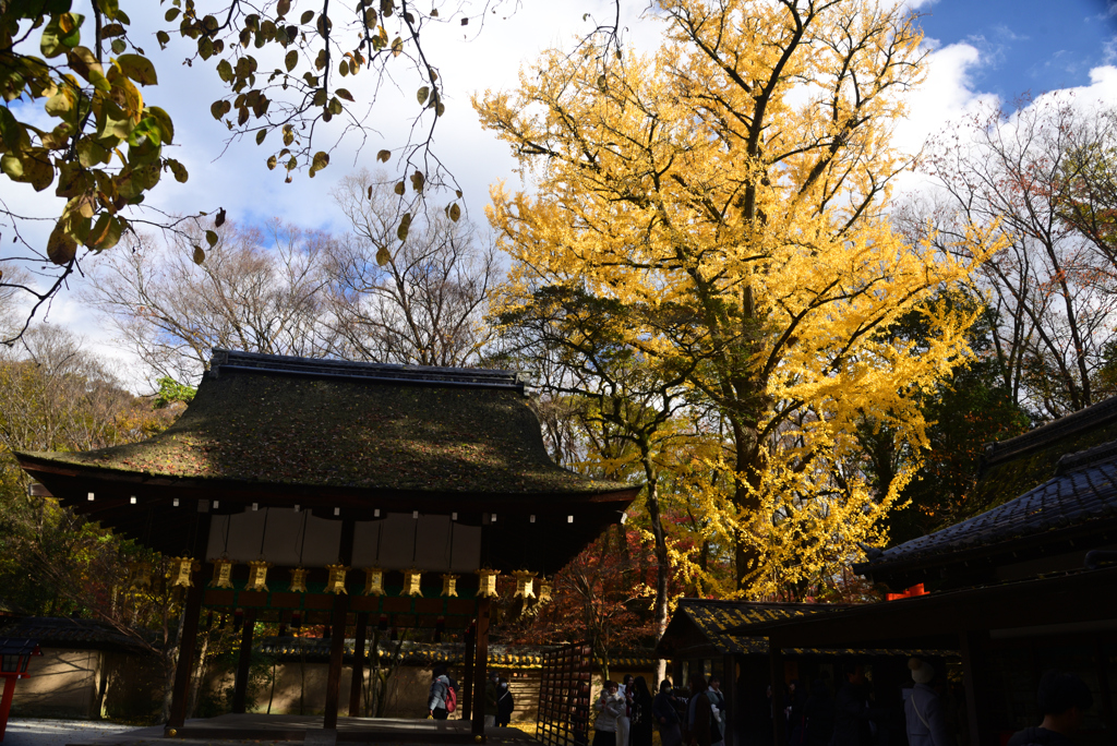 241215b下鴨神社31