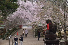 200329b氷室神社08