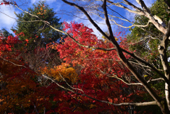 241129d三景園15