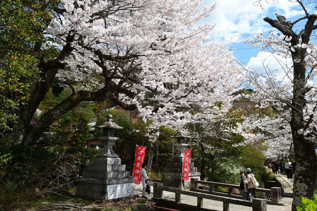 250403e哲学の道17
