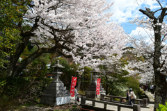 250403e哲学の道17