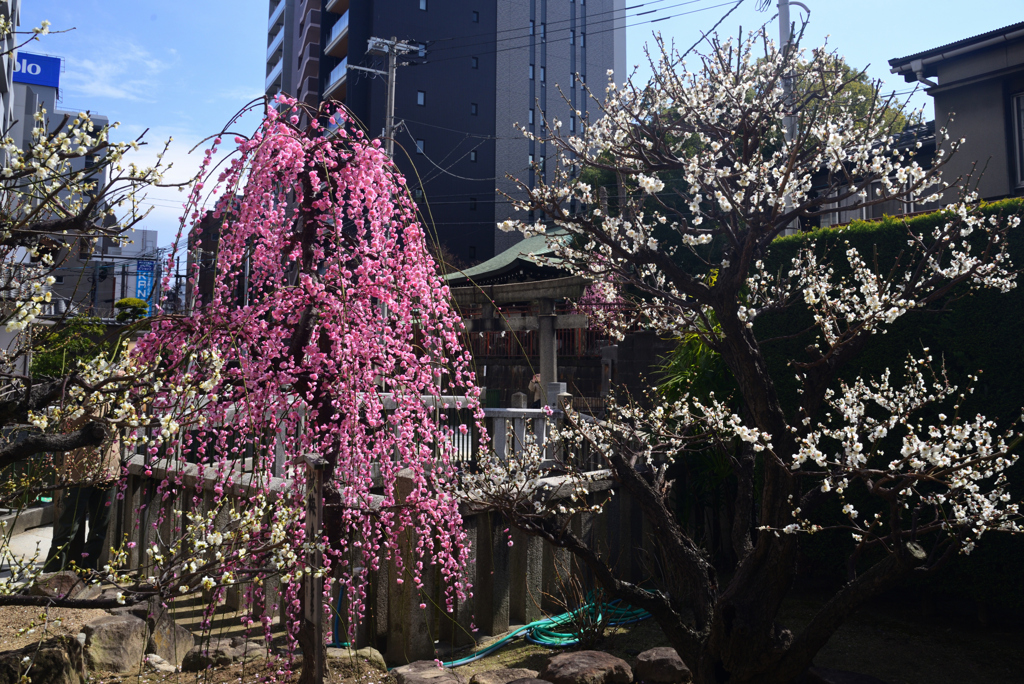 250308a大阪天満宮08