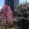 250308a大阪天満宮08