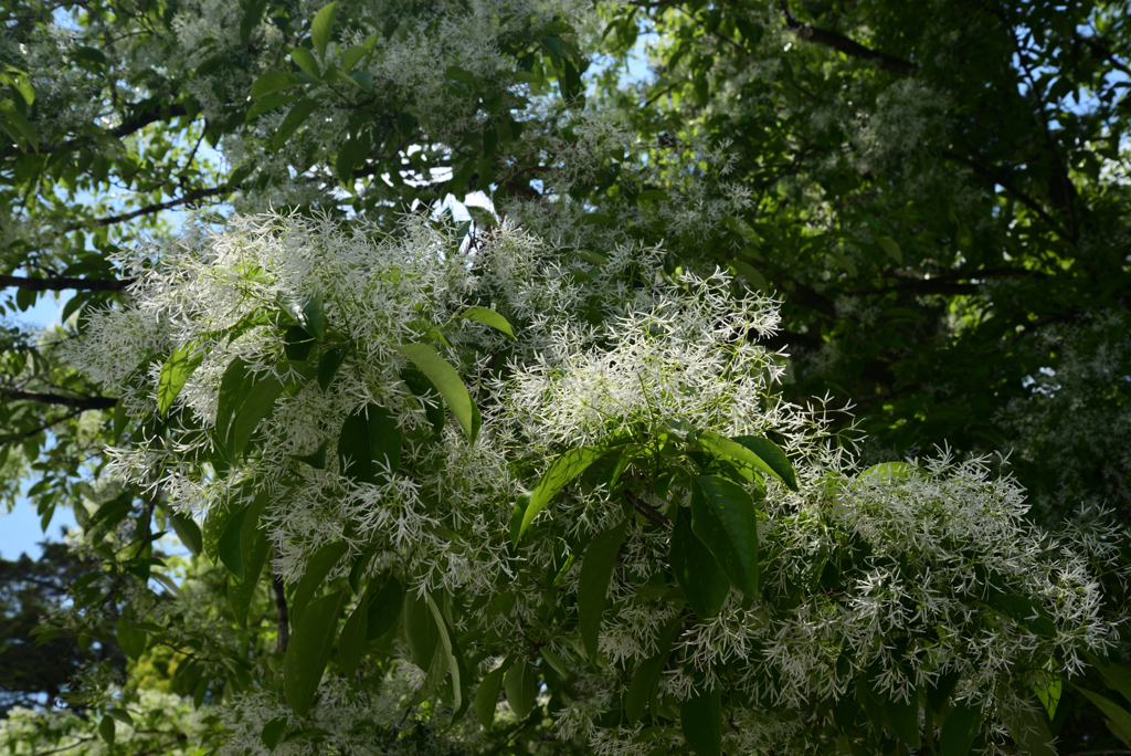 220503a上賀茂神社24