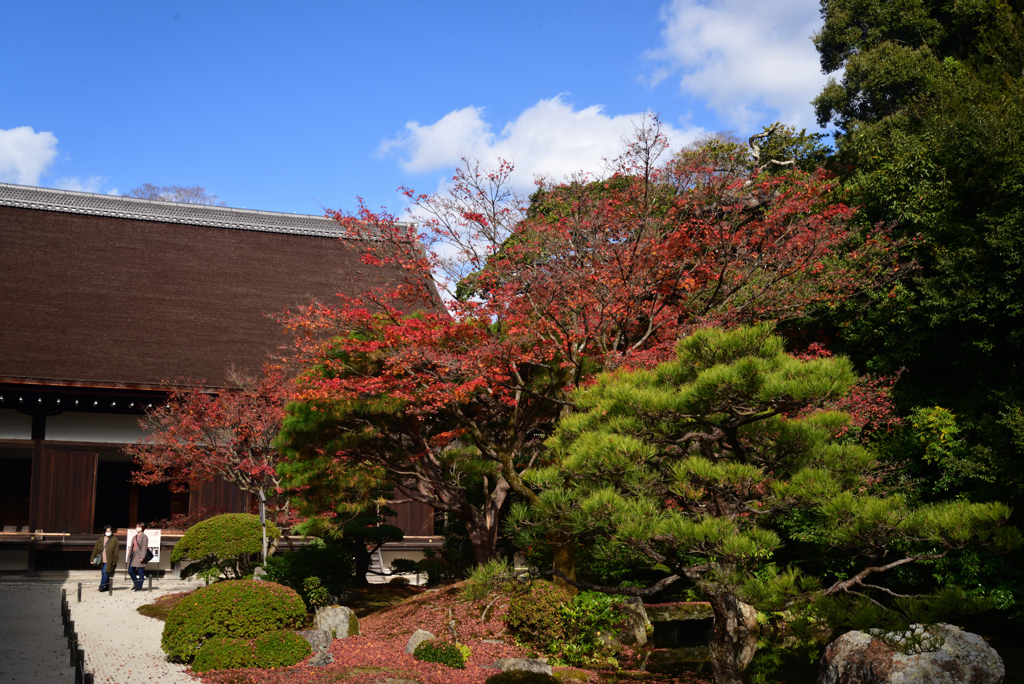 221127b知恩院10