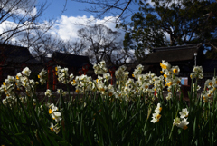 190122b平野神社31