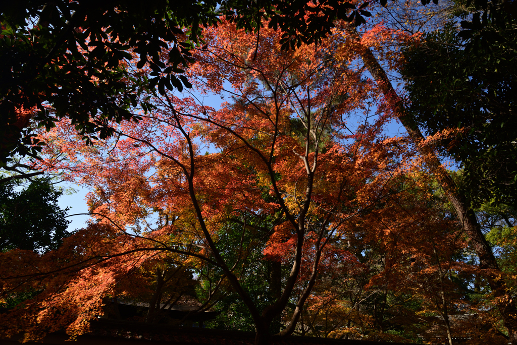 221209京都御苑03