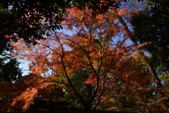 221209京都御苑03