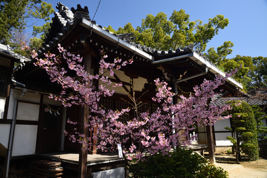 200224b意賀美神社26