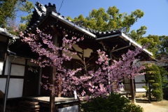 200224b意賀美神社26