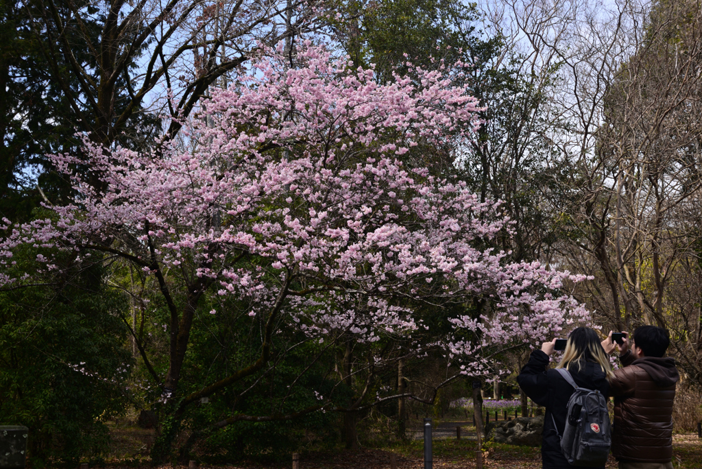 240321京都植物園33