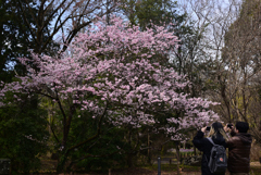 240321京都植物園33