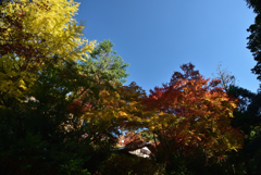 191123a銀閣寺12