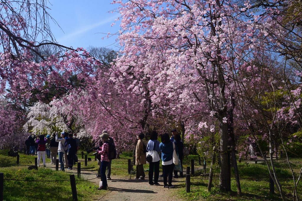 220405b京都植物園25