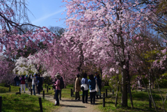 220405b京都植物園25