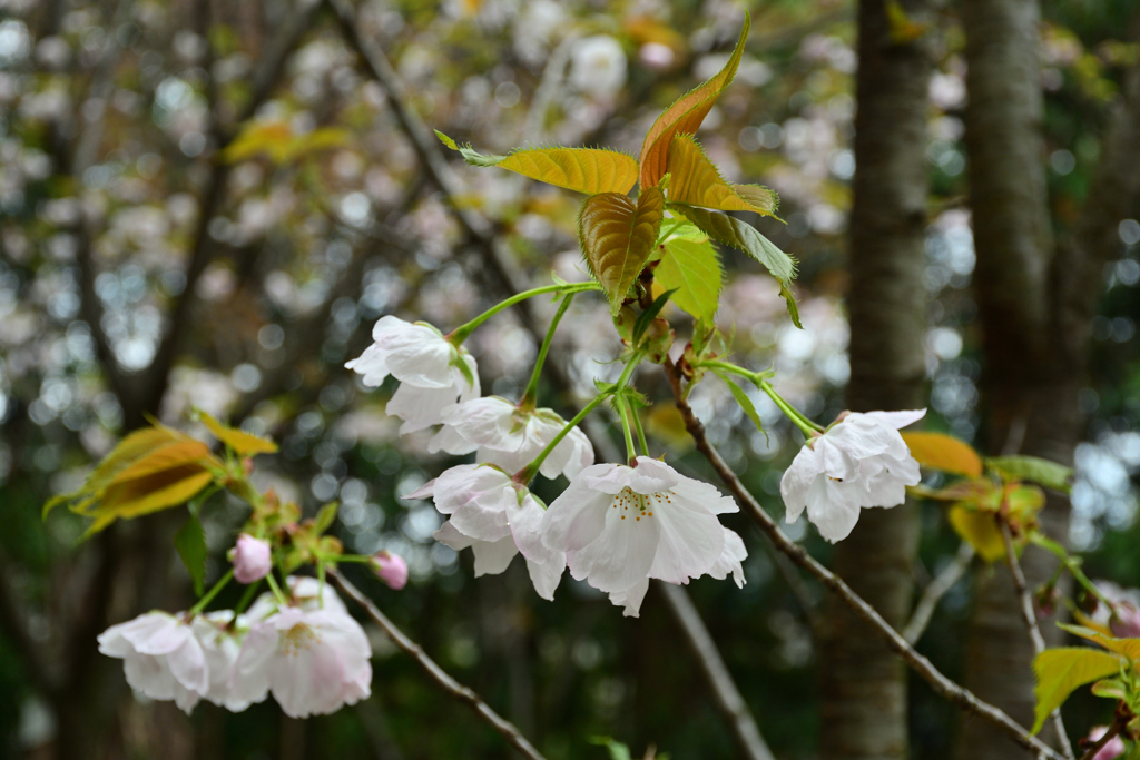 250411a京都植物園46