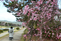 250330a京都植物園01