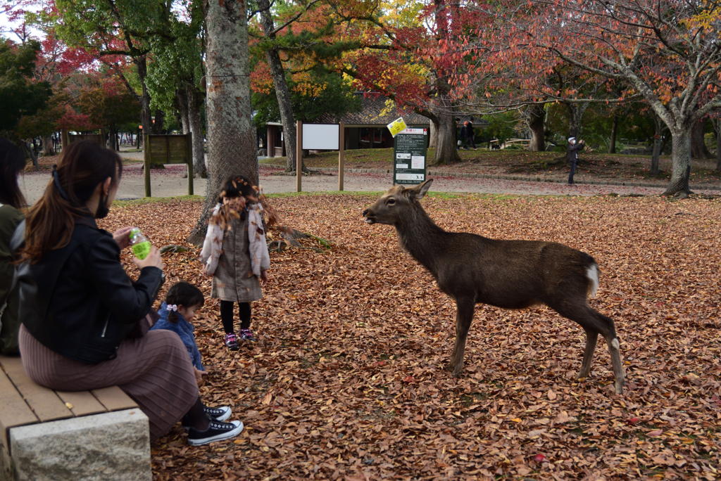 201108奈良公園37