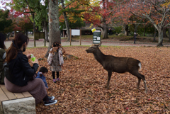 201108奈良公園37