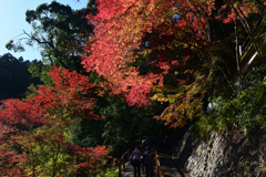 231121a善峯寺02