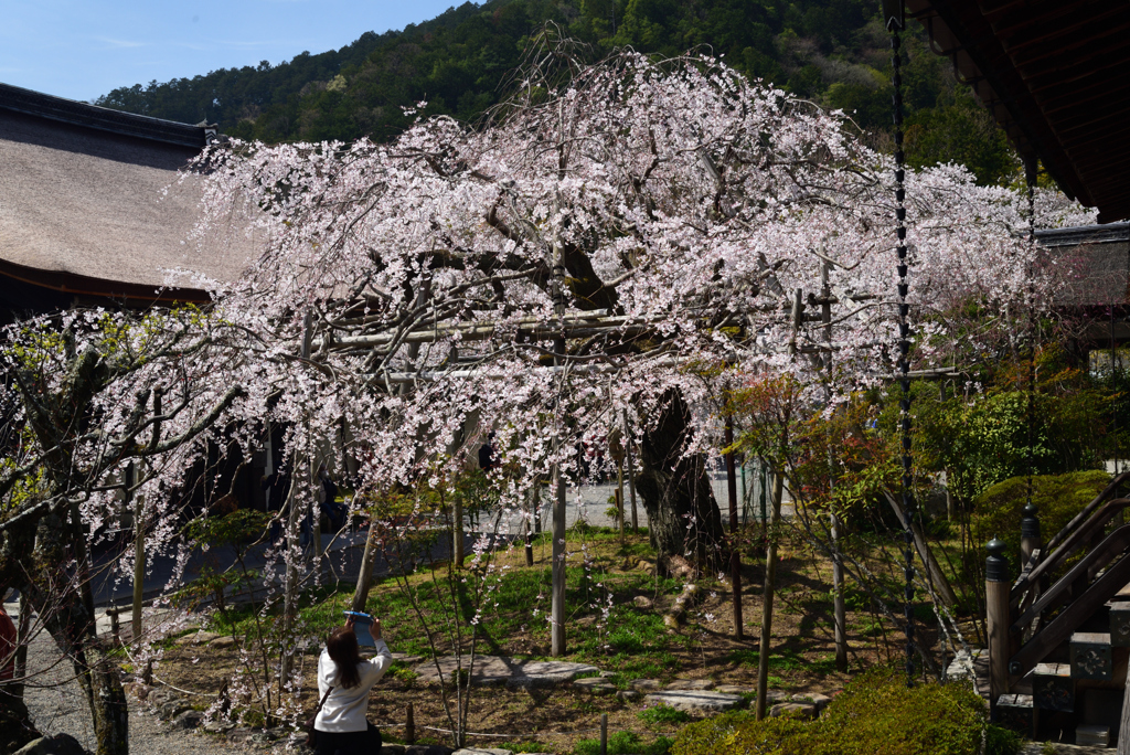 210327b毘沙門堂29