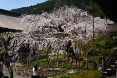 210327b毘沙門堂29