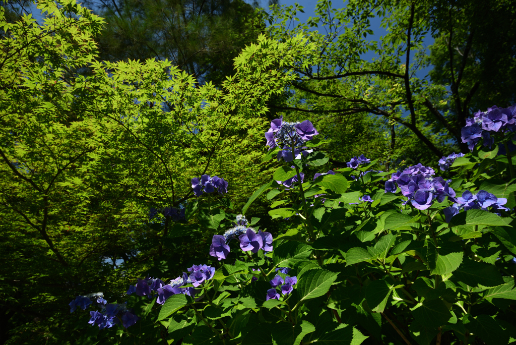 200623京都植物園18