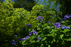 200623京都植物園18