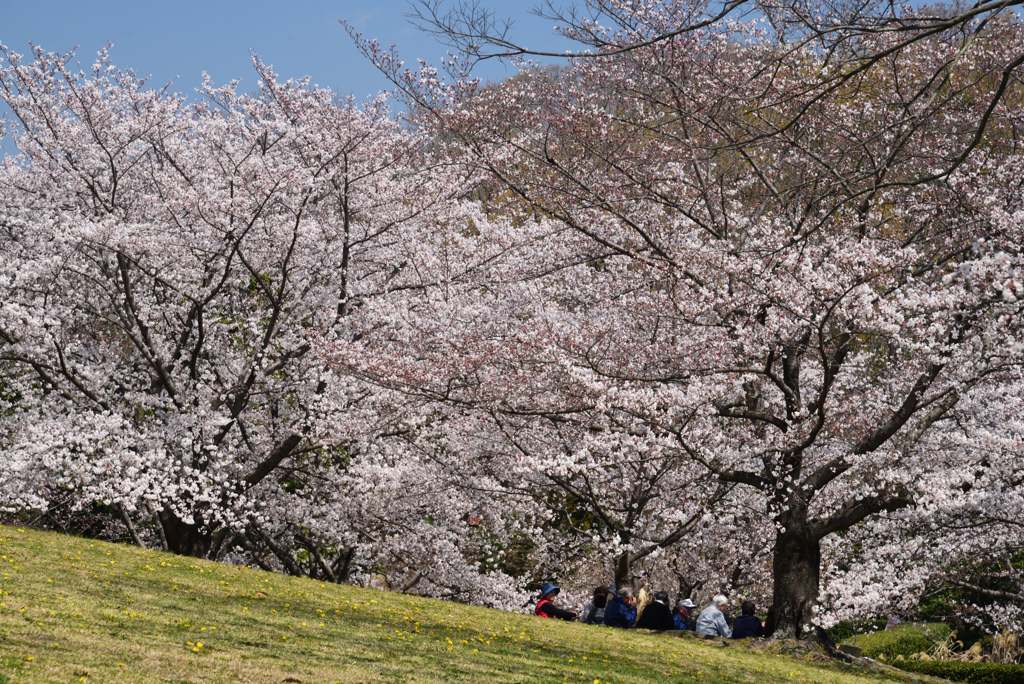 190404a馬見丘陵公園26