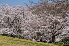 190404a馬見丘陵公園26