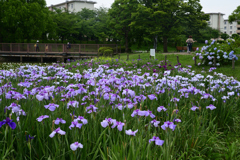 230610a白鷺公園09