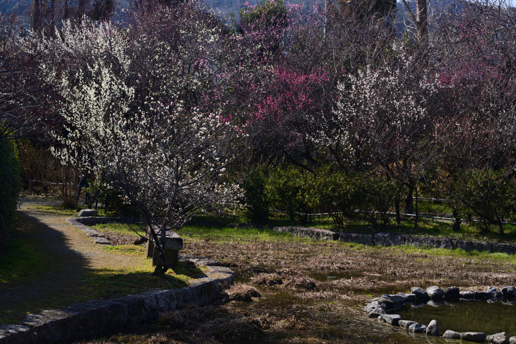 220308梅宮大社27