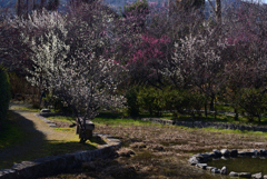 220308梅宮大社27