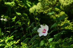 250719鶴見緑地18
