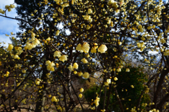 260131a京都植物園46