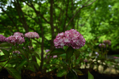 200609馬見丘陵公園45