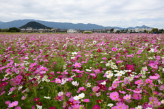 211018a藤原宮跡20