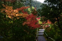 211116c光悦寺40