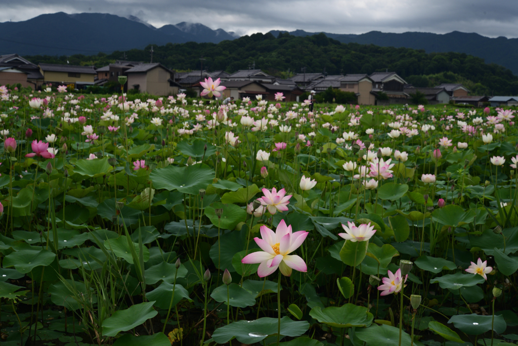 220720a藤原宮跡16