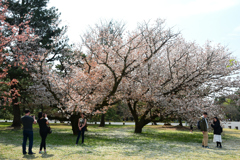 250411b京都御苑25